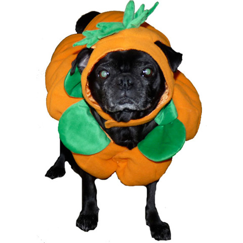 Pumpkin