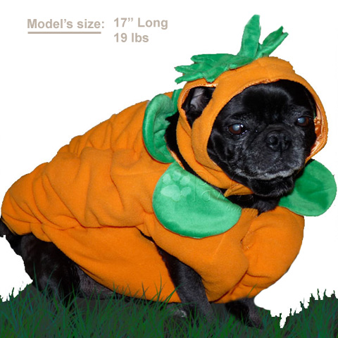 Pumpkin