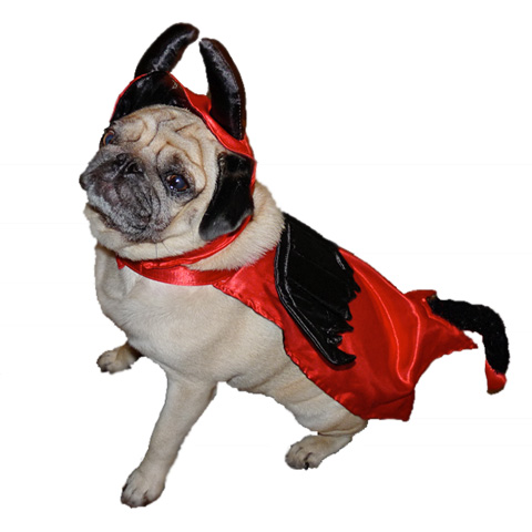 Devil Dog