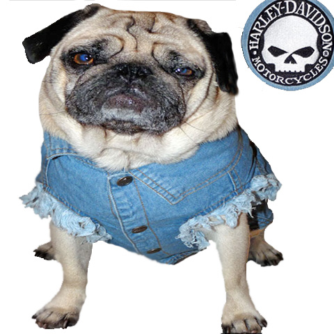 Harley Davidson