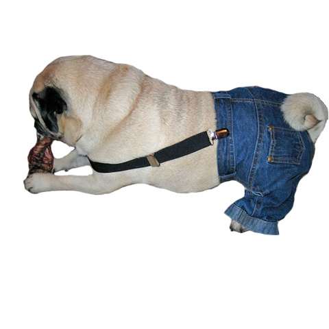 Jeans (Exclusively @ PawChic!)
