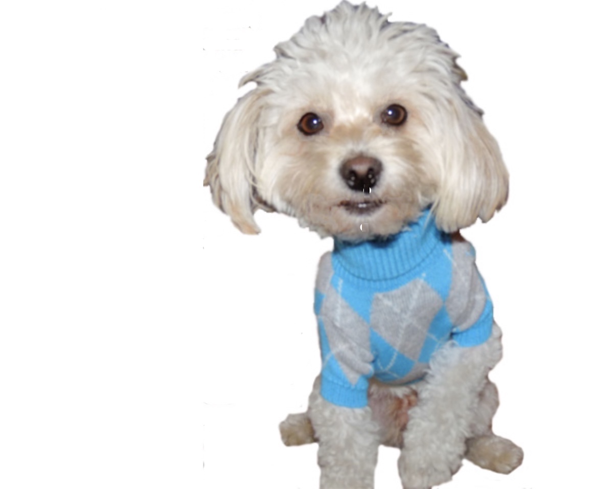 Blue Argyle Cashmere (Exclusive!)