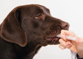 https://www.pawchic.com/images/oral_syringe_lab.jpg